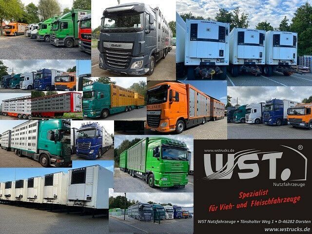 New Autotransporter trailer WST Edition Spezial Überlänge 8,5 m: picture 12