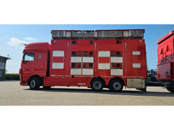 DAF DAF Pezzaioli XF 105.510 XF 105.510 - Livestock truck: picture 1