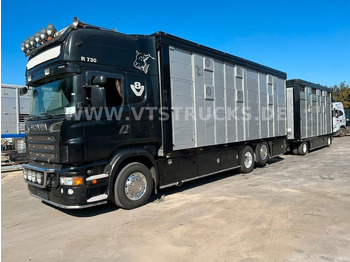 Scania R730 V8 6x2 2.Stock Stehmann +  Viehanhänger  - Livestock truck: picture 1