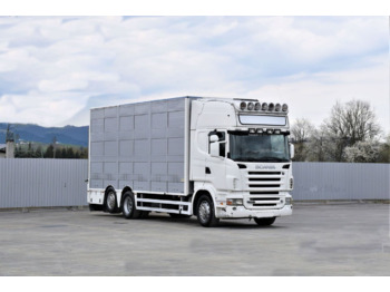 Scania R 500 - Livestock truck: picture 1