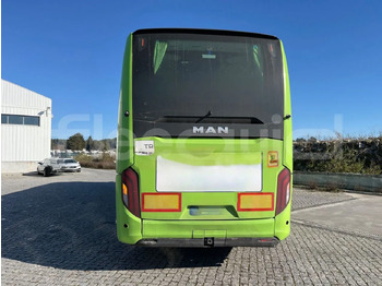 Coach Man Lion's Coach: picture 5