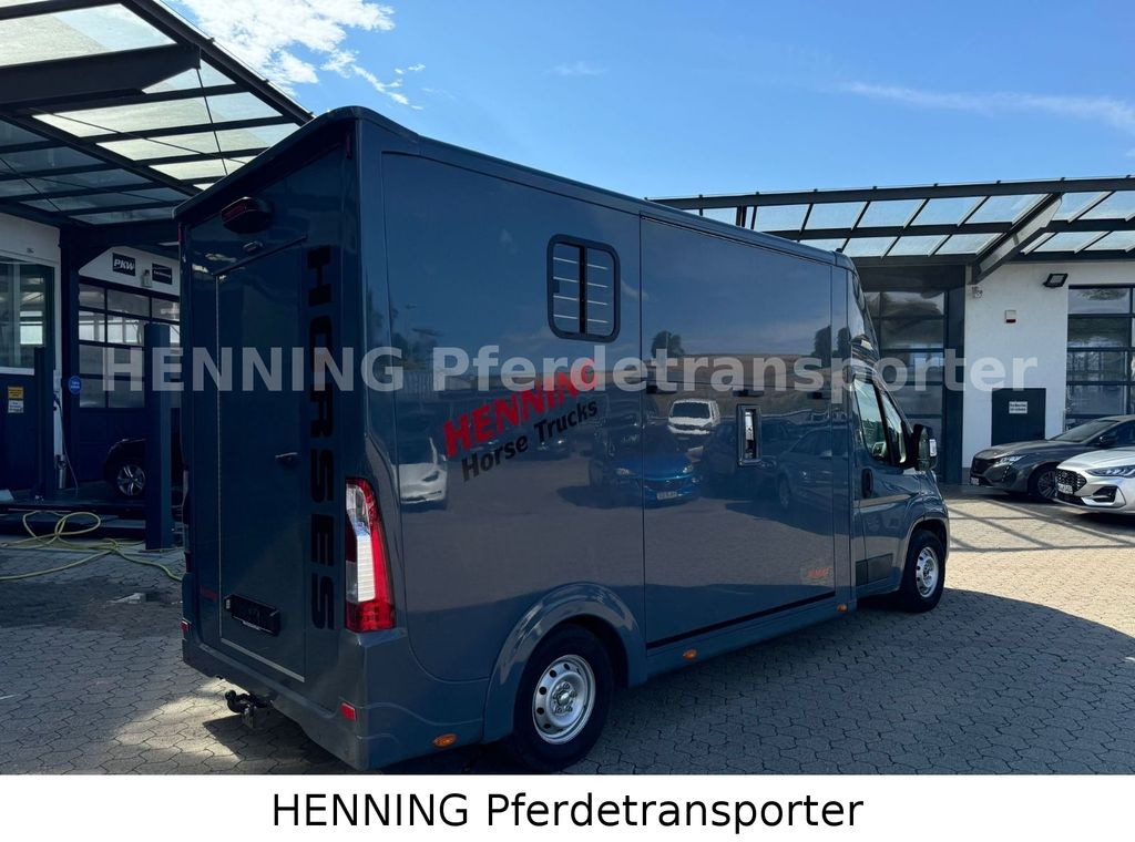 Opel Movano 3 - Sitzer *AUFBAU NEU* Opel Movano 3 - Sitzer *AUFBAU NEU* - Horse truck: picture 2 Opel Movano 3 - Sitzer *AUFBAU NEU* Opel Movano 3 - Sitzer *AUFBAU NEU* - Horse truck: picture 2