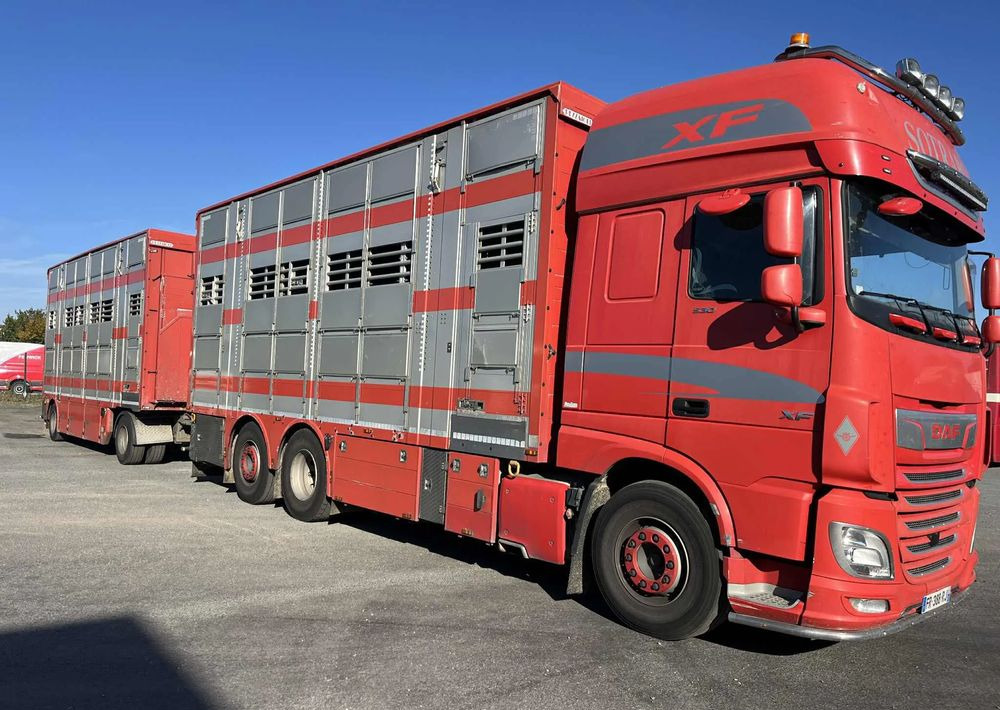 DAF XF 530 + Przyczepa Pezzaoli - 3X Trzoda, 2 X Bydło I 3 poziomy I Podnoszony dach I Hydroburta I Osie Skrętne I Poidła I Wentylatory I Pilot Manualny | - Livestock truck: picture 2 DAF XF 530 + Przyczepa Pezzaoli - 3X Trzoda, 2 X Bydło I 3 poziomy I Podnoszony dach I Hydroburta I Osie Skrętne I Poidła I Wentylatory I Pilot Manualny | - Livestock truck: picture 2