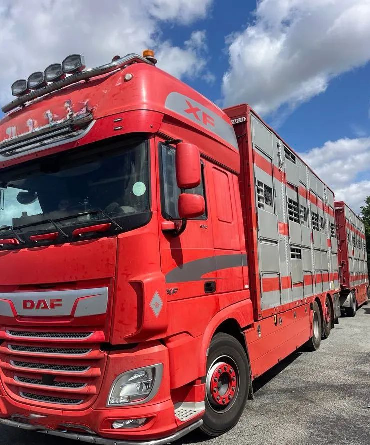 DAF XF 530 + Przyczepa Pezzaoli - 3X Trzoda, 2 X Bydło I 3 poziomy I Podnoszony dach I Hydroburta I Osie Skrętne I Poidła I Wentylatory I Pilot Manualny | - Livestock truck: picture 2 DAF XF 530 + Przyczepa Pezzaoli - 3X Trzoda, 2 X Bydło I 3 poziomy I Podnoszony dach I Hydroburta I Osie Skrętne I Poidła I Wentylatory I Pilot Manualny | - Livestock truck: picture 2