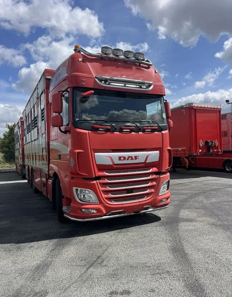 DAF XF 460 + Przyczepa Pezzaoli - 3X Trzoda, 2 X Bydło I 3 poziomy I Podnoszony dach I Hydroburta I Osie Skrętne I Poidła I Wentylatory I Pilot Manualny | Euro5 - Other machinery: picture 1 DAF XF 460 + Przyczepa Pezzaoli - 3X Trzoda, 2 X Bydło I 3 poziomy I Podnoszony dach I Hydroburta I Osie Skrętne I Poidła I Wentylatory I Pilot Manualny | Euro5 - Other machinery: picture 1