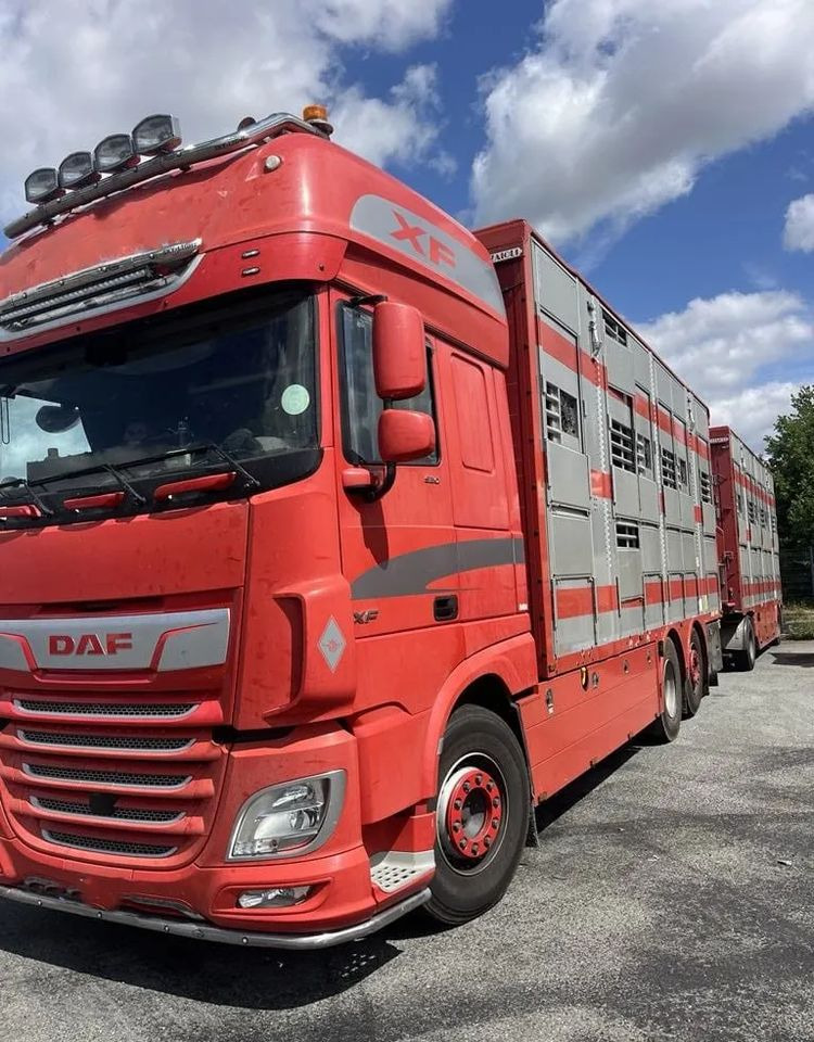 DAF XF 460 + Przyczepa Pezzaoli - 3X Trzoda, 2 X Bydło I 3 poziomy I Podnoszony dach I Hydroburta I Osie Skrętne I Poidła I Wentylatory I Pilot Manualny | Euro5 - Other machinery: picture 2 DAF XF 460 + Przyczepa Pezzaoli - 3X Trzoda, 2 X Bydło I 3 poziomy I Podnoszony dach I Hydroburta I Osie Skrętne I Poidła I Wentylatory I Pilot Manualny | Euro5 - Other machinery: picture 2